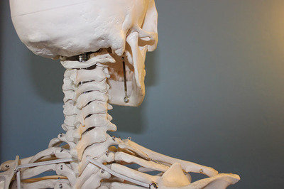 orthopedics EHR - skeleton model